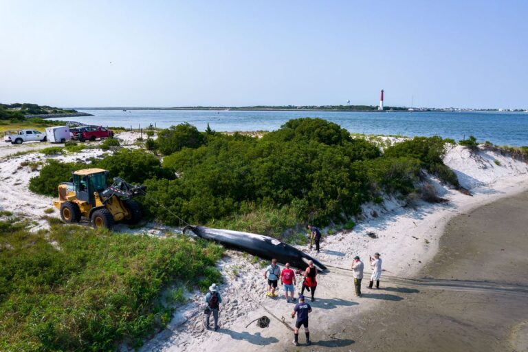 Whale that struck boat in barnegat inlet before washing up dead near channel was in poor condition prior to impact - photo licensed by shore news network.