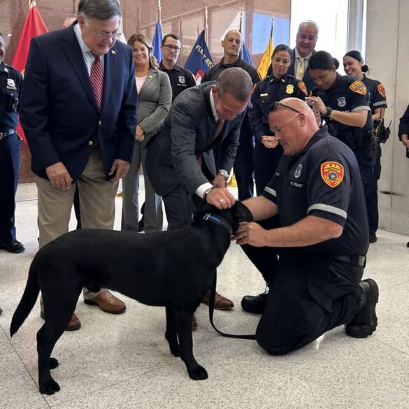 Suffolk police welcome comfort dog hamilton to support officers and community - photo licensed by shore news network.