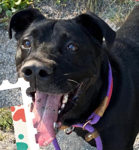 Thor the 65-pound snuggler looks for his big break out of shelter
