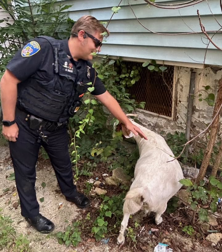 Goats on the loose stop traffic in Baltimore before kids help herd them home Goats on the loose stop traffic in Baltimore before kids help herd them home