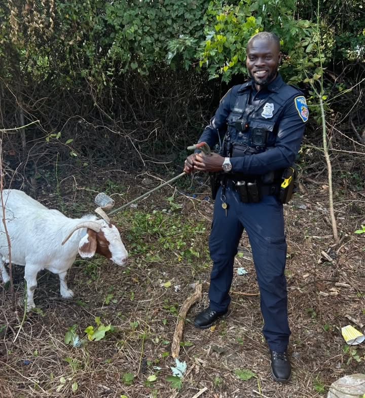 Goats on the loose stop traffic in Baltimore before kids help herd them home Goats on the loose stop traffic in Baltimore before kids help herd them home