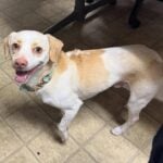 Bow tie pup found wandering Aberdeen street, police seek owner