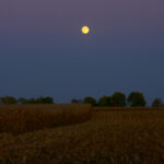 Moonlight at Harvest Time. A harvest moon rises above a newly harvested field of corn at night.