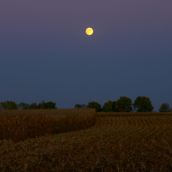 Moonlight at Harvest Time. A harvest moon rises above a newly harvested field of corn at night.