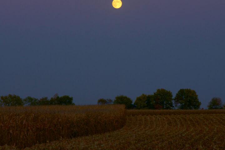 Moonlight at Harvest Time. A harvest moon rises above a newly harvested field of corn at night.
