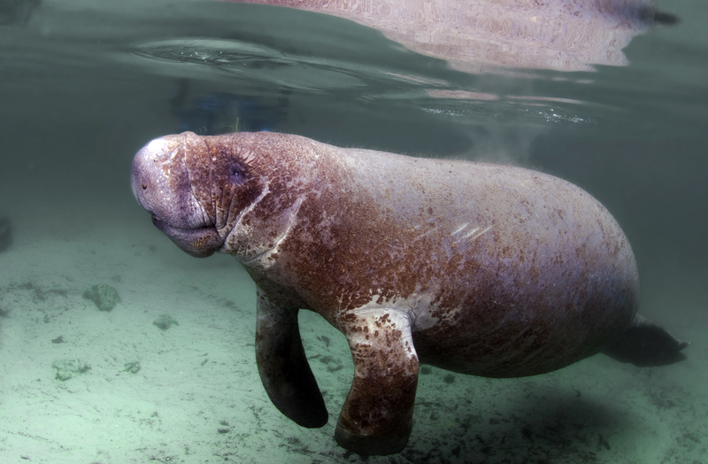 Late Summer Surprise: Manatee Makes Rare Appearance in New Jersey's Shark River