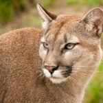 Mountain Lion