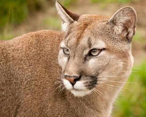 Mountain Lion