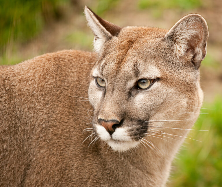 Mountain lion