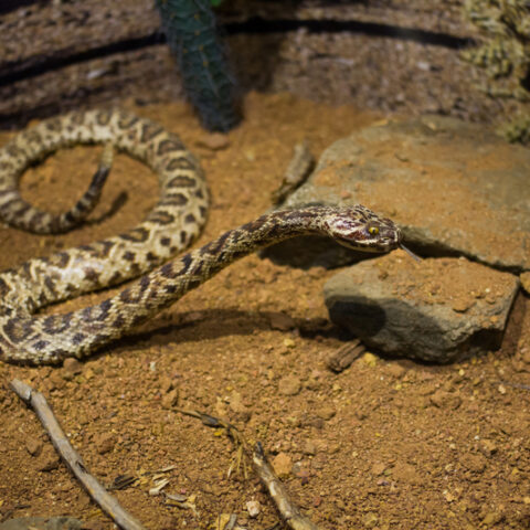 Teacher admits feeding kitten to classroom snake, apologizes to students - photo licensed by shore news network.