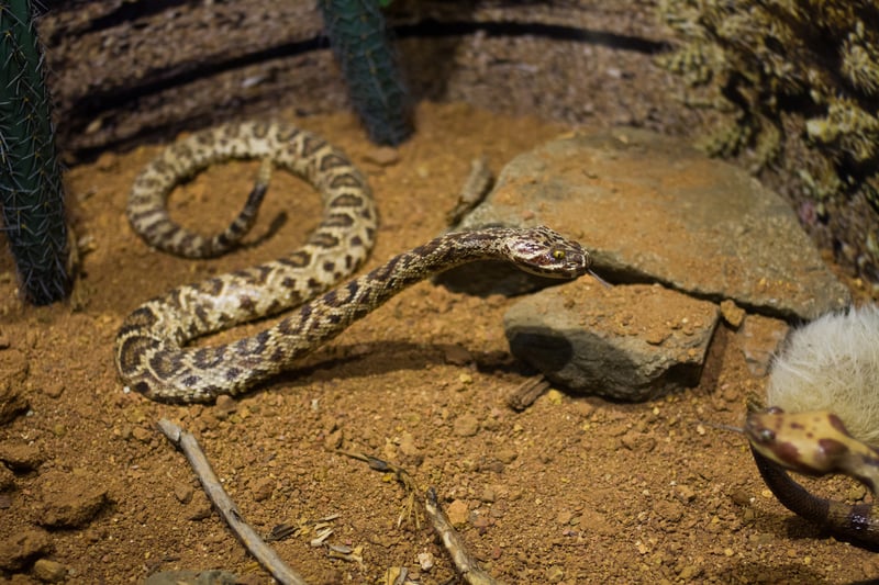 Teacher admits feeding kitten to classroom snake, apologizes to students