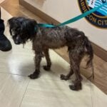 Dog found neglected in Absecon sparks animal cruelty investigation