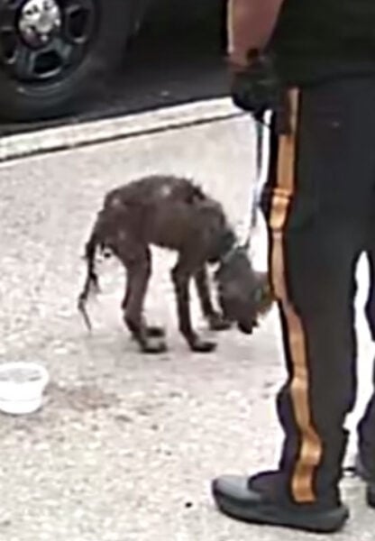 Dog found neglected in Absecon sparks animal cruelty investigation Dog found neglected in Absecon sparks animal cruelty investigation
