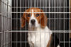 Eight nj pet shops busted in puppy protection sweep