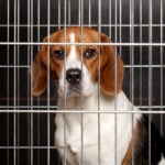 Eight NJ pet shops busted in puppy protection sweep
