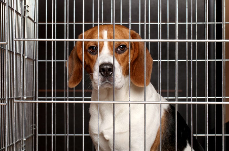 Eight NJ pet shops busted in puppy protection sweep