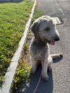 Lost goldendoodle found wandering utica street