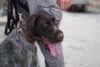 K-9 edge, the bearded bomb-sniffing pup, joins ocean city police force