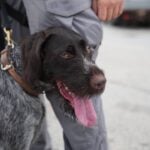 K-9 Edge, the bearded bomb-sniffing pup, joins Ocean City police force