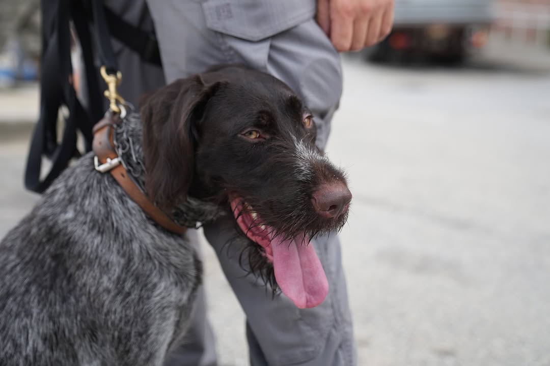 K-9 Edge, the bearded bomb-sniffing pup, joins Ocean City police force