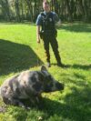 Lost pig wrangled by new jersey cops, owner sought