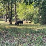 Runaway pig spotted on Albemarle County roads prompts police warning