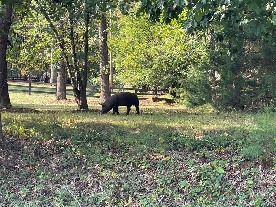 Runaway pig spotted on Albemarle County roads prompts police warning