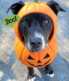 Senior dog dumped at shelter just wants peace and a couch Senior dog dumped at shelter just wants peace and a couch