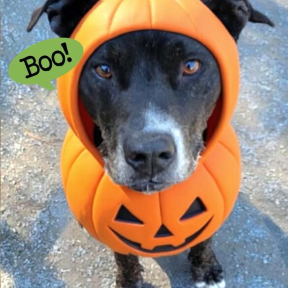 Senior dog dumped at shelter just wants peace and a couch - photo licensed by shore news network.