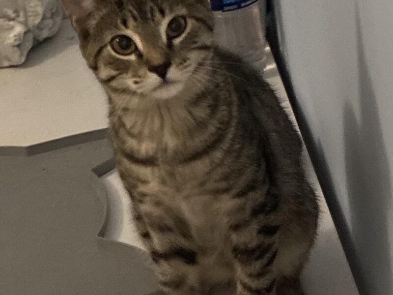 Shy kitten Wilbur searching for a calm home in Toms River