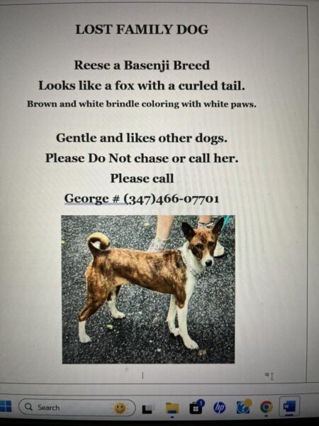 Family desperate to find missing Basenji after escape from Freehold home