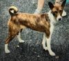Family desperate to find missing basenji after escape from freehold home Family desperate to find missing basenji after escape from freehold home