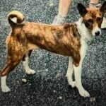 Family desperate to find missing Basenji after escape from Freehold home