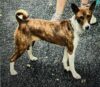 Farmingdale family desperate after beloved dog goes missing