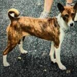 Family dog missing after being struck and fleeing in Farmingdale