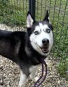 Two huskies need rescue from new jersey shelter