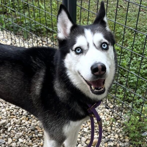 Two huskies need rescue from new jersey shelter - photo licensed by shore news network.