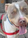 Big-hearted pup with bigger personality steals show at jackson animal facility Big-hearted pup with bigger personality steals show at jackson animal facility