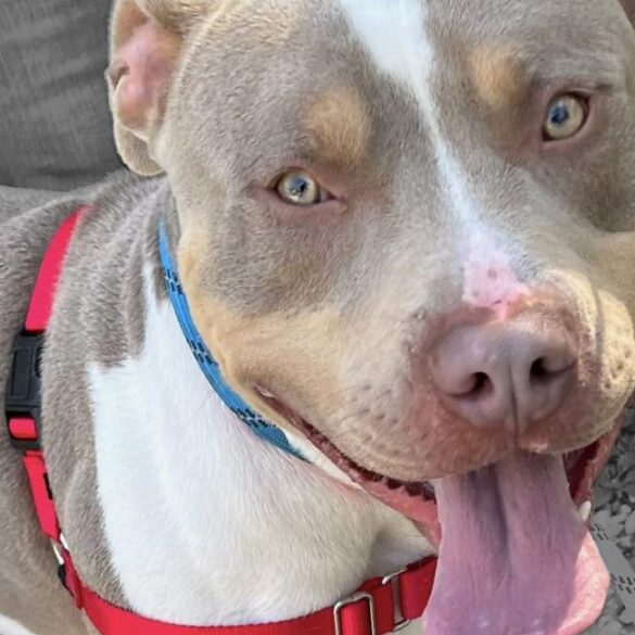 Big-hearted pup with bigger personality steals show at jackson animal facility - photo licensed by shore news network.