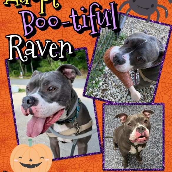 Shelter favorite with goofy charm ready for adoption in jackson - photo licensed by shore news network.