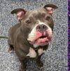 Shelter favorite with goofy charm ready for adoption in jackson Shelter favorite with goofy charm ready for adoption in jackson