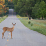 Deer standing in the middle road.