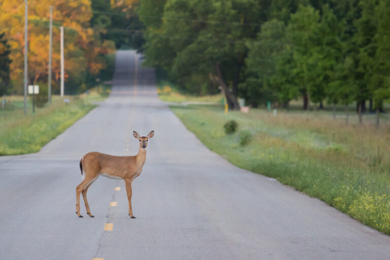 Deer standing in the middle road.