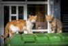 Animal control officers working to manage feral cat population in pemberton