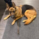 German shepherd found wandering in Leonia as police seek owner