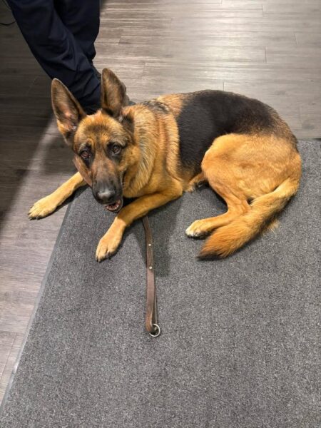 German shepherd found wandering in Leonia as police seek owner