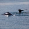 Study shows negative impact of offshore wind farms on whales and other marine mammals Study shows negative impact of offshore wind farms on whales and other marine mammals