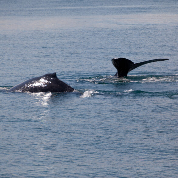 Study shows negative impact of offshore wind farms on whales and other marine mammals - photo licensed by shore news network.