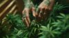 New jersey bill seeks stronger workplace protections, unions for cannabis industry employees