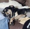 Playful pup ozark waiting for forever home in lacey
